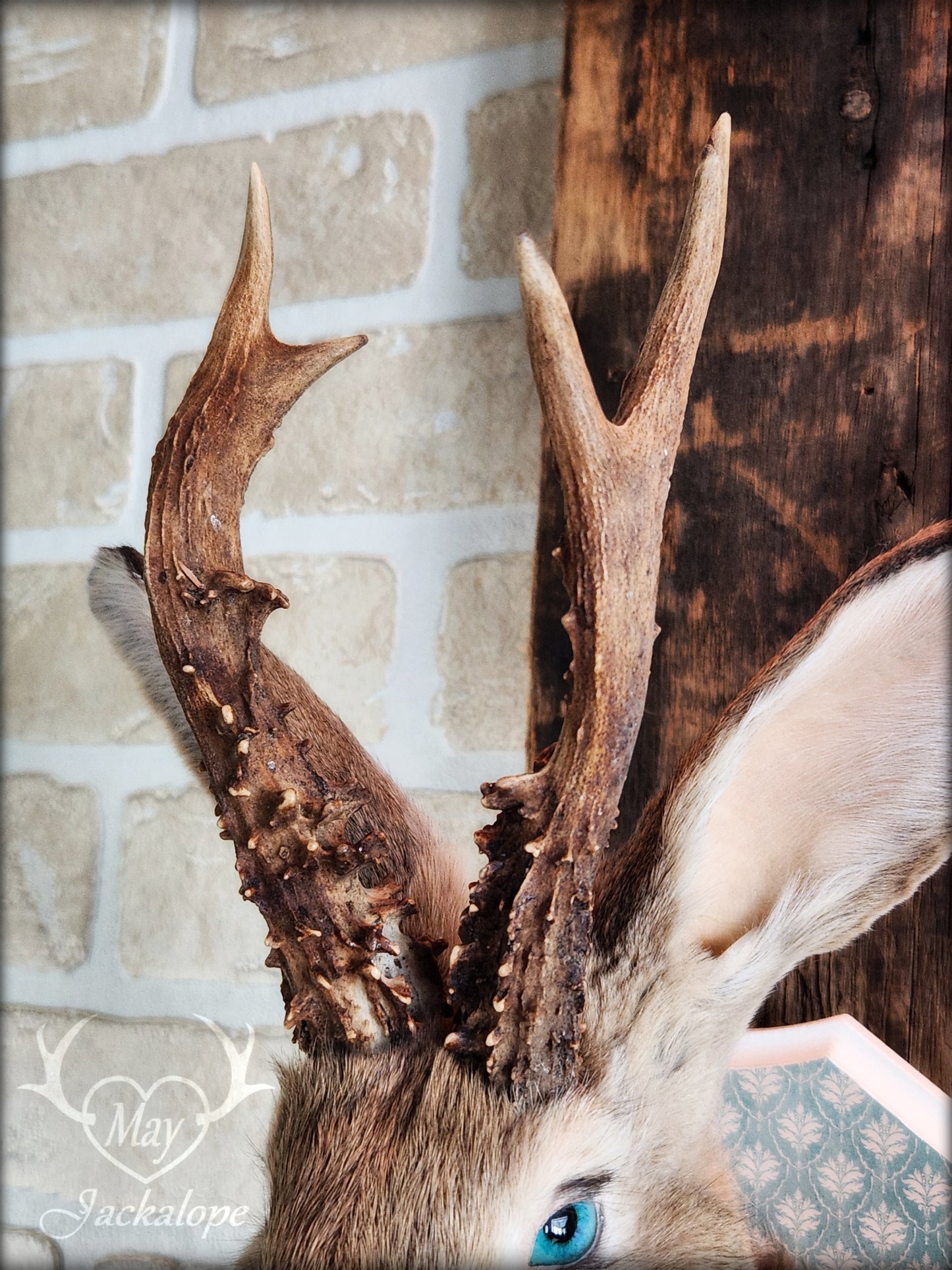 Golden Jackalope taxidermy with teal eyes, real antlers and a necklace