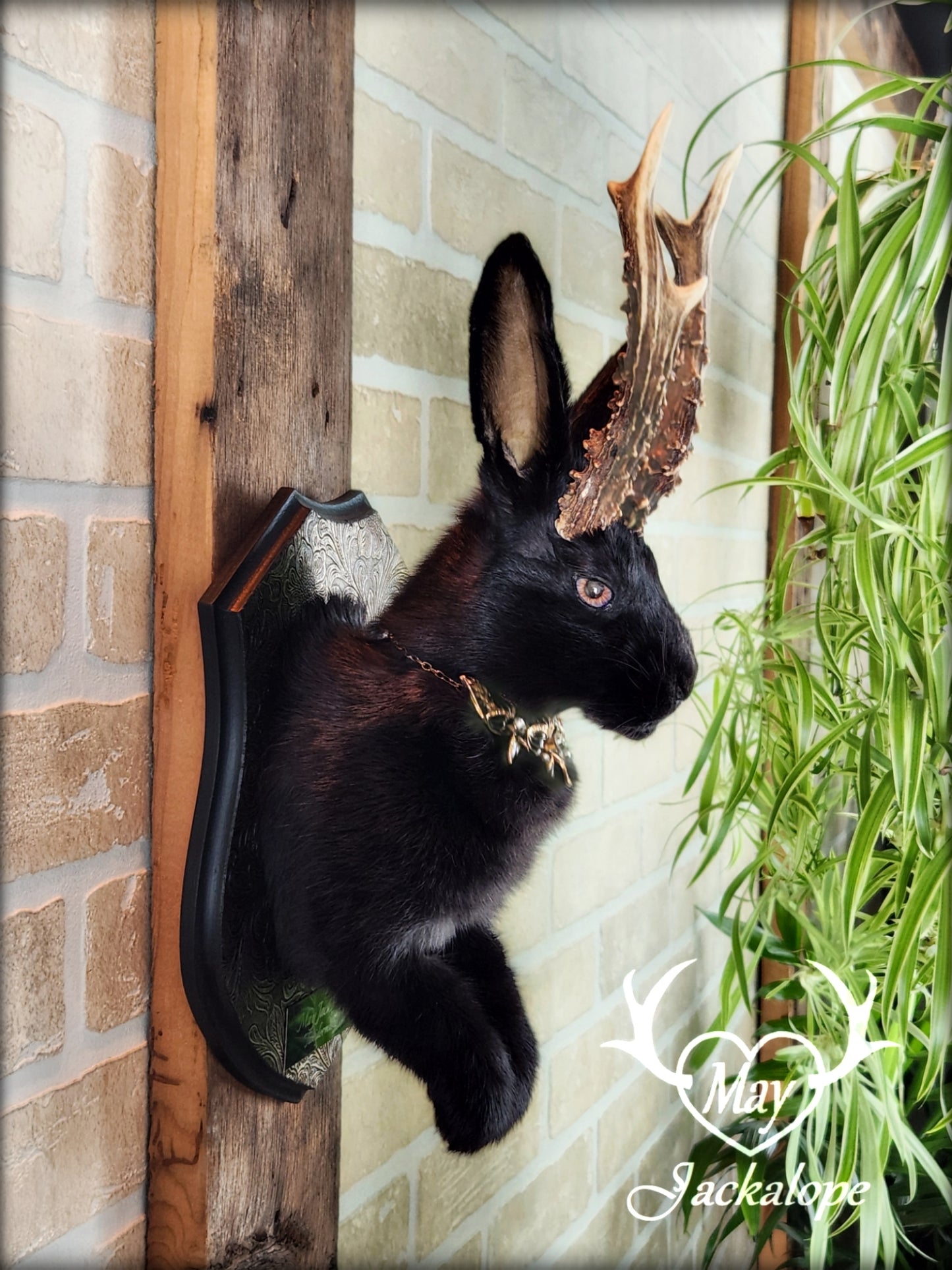 Black Jackalope taxidermy with hazel eyes, real antlers, necklace & on a decorated plaque