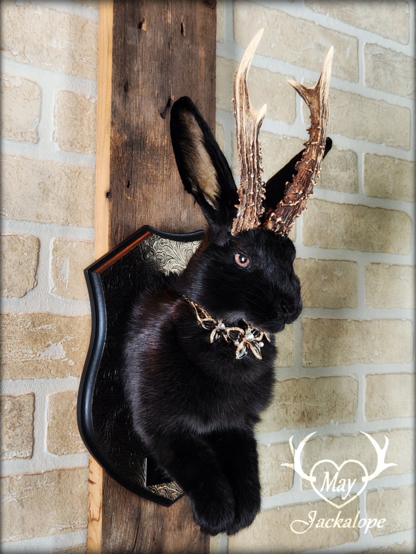 Taxidermie de Jackalope noir aux yeux noisette, vrais panache, avec collier et sur plaque décorée