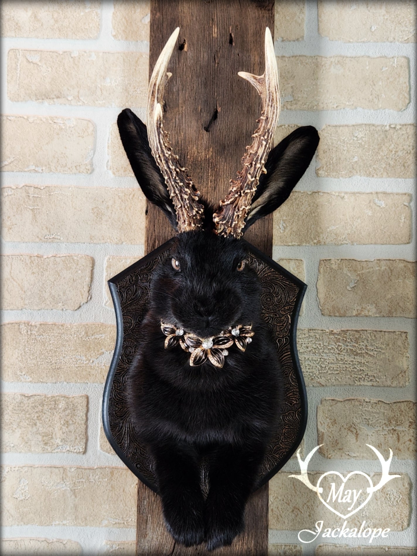Black Jackalope taxidermy with hazel eyes, real antlers, necklace & on a decorated plaque