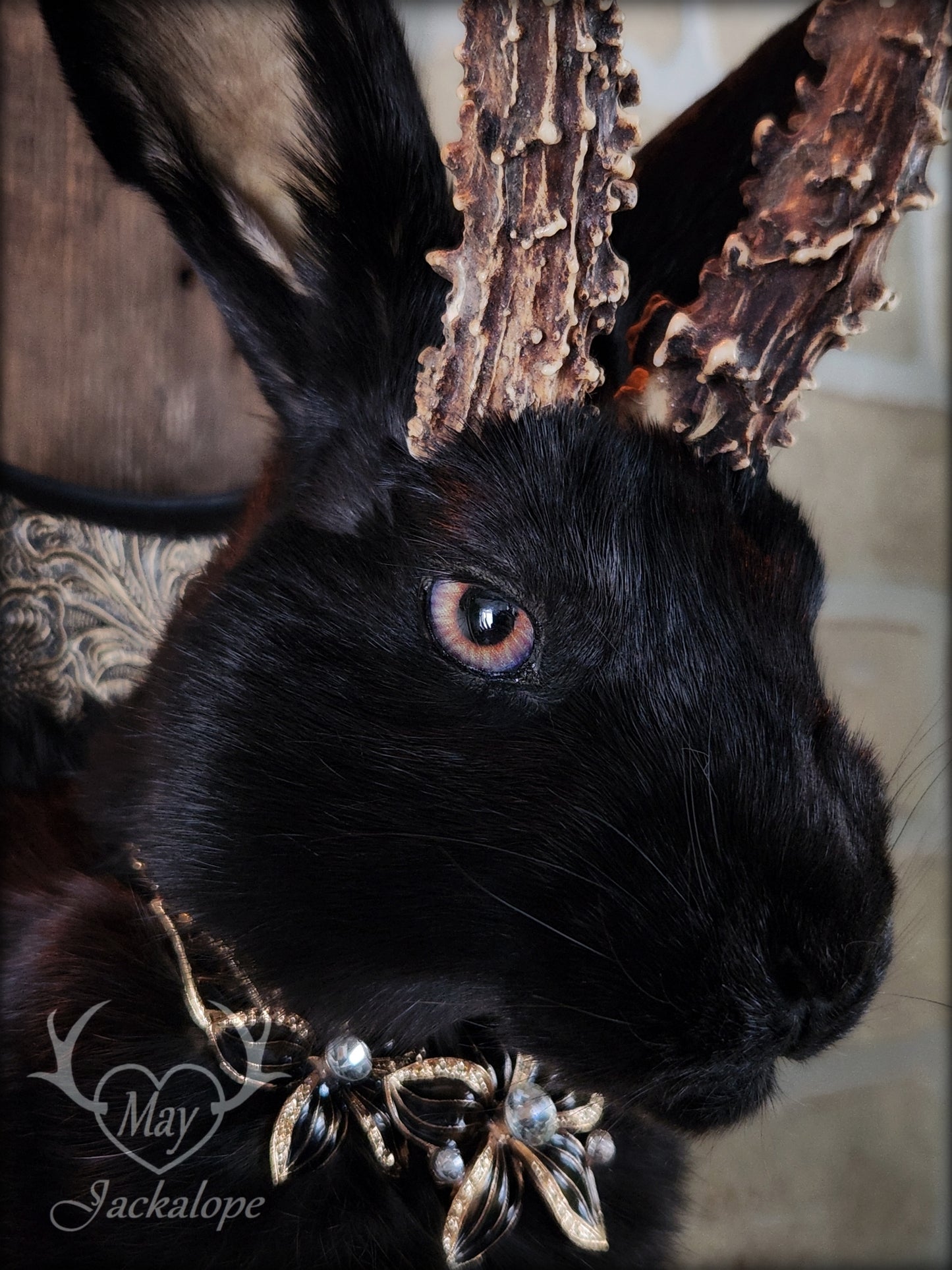 Taxidermie de Jackalope noir aux yeux noisette, vrais panache, avec collier et sur plaque décorée