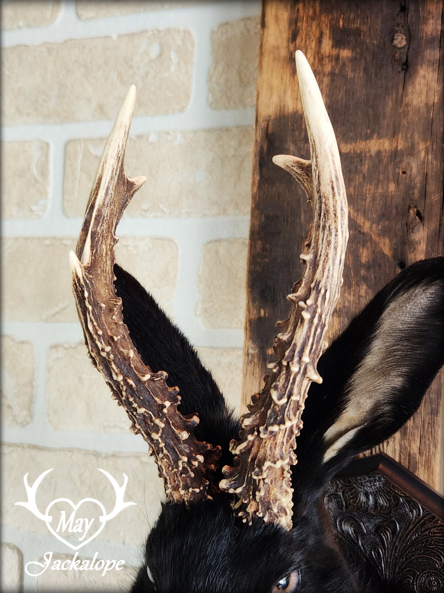 Black Jackalope taxidermy with hazel eyes, real antlers, necklace & on a decorated plaque