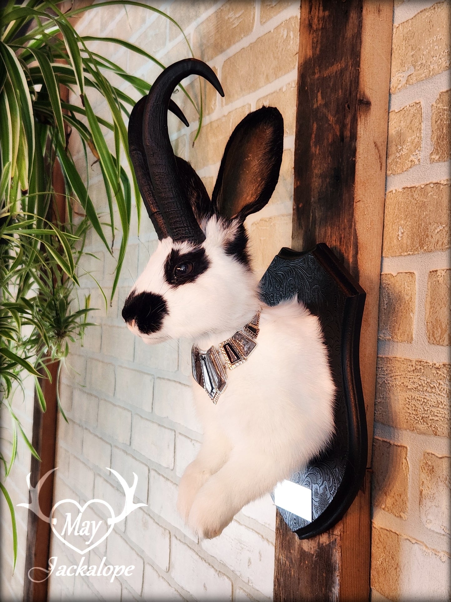 Black & white Jackalope taxidermy with black horns replica, dark eyes & with a necklace.