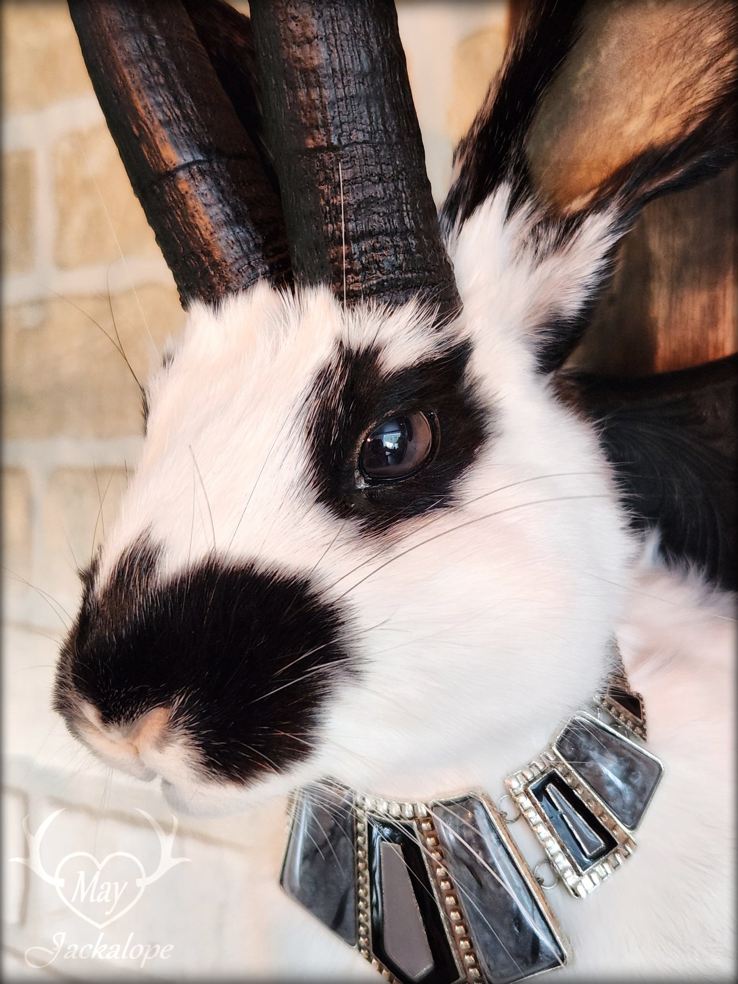 Taxidermie Jackalope noir et blanc avec réplique de cornes noires, yeux foncés et avec un collier.