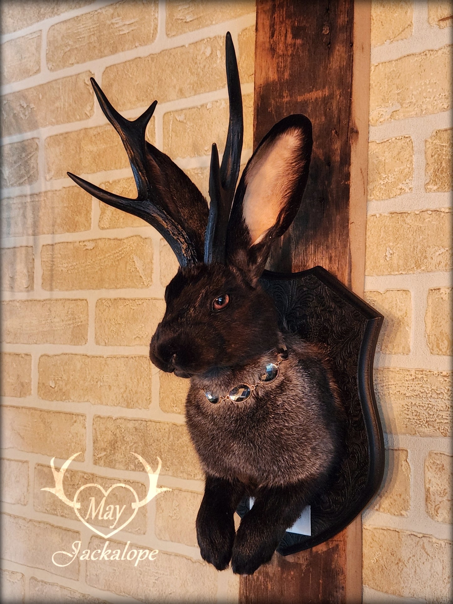 Black & grey Jackalope taxidermy with black antlers replica, heterochromia eyes on a decorated plaque.