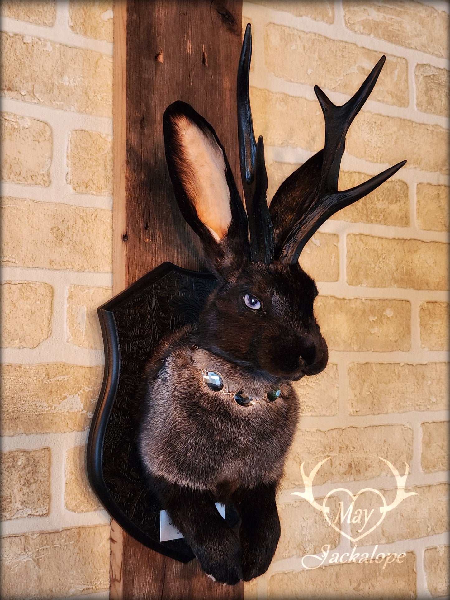 Black & grey Jackalope taxidermy with black antlers replica, heterochromia eyes on a decorated plaque.