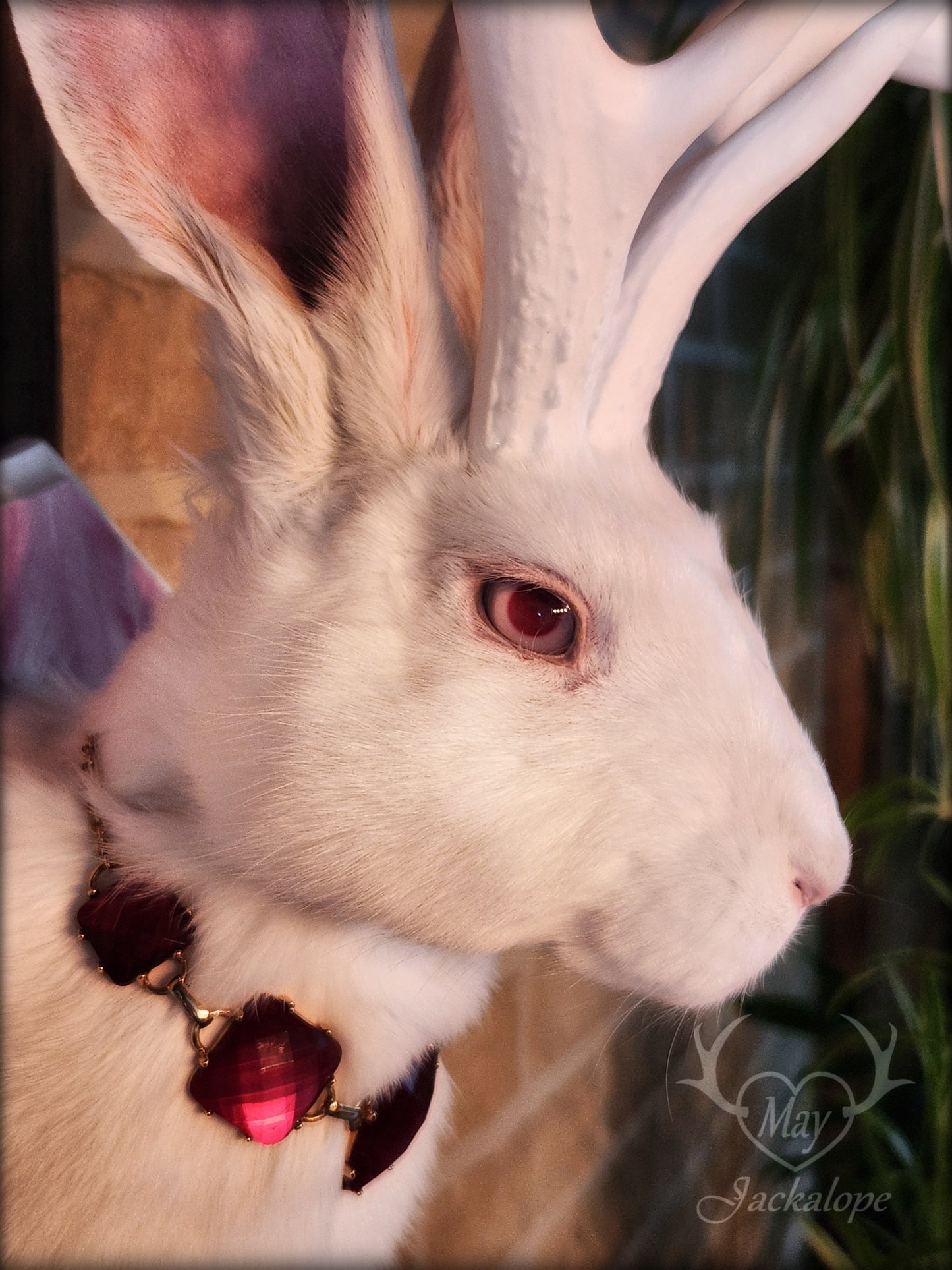 Taxidermie de Jackalope blanc aux yeux albinos, réplique depanache blancs avec un collier