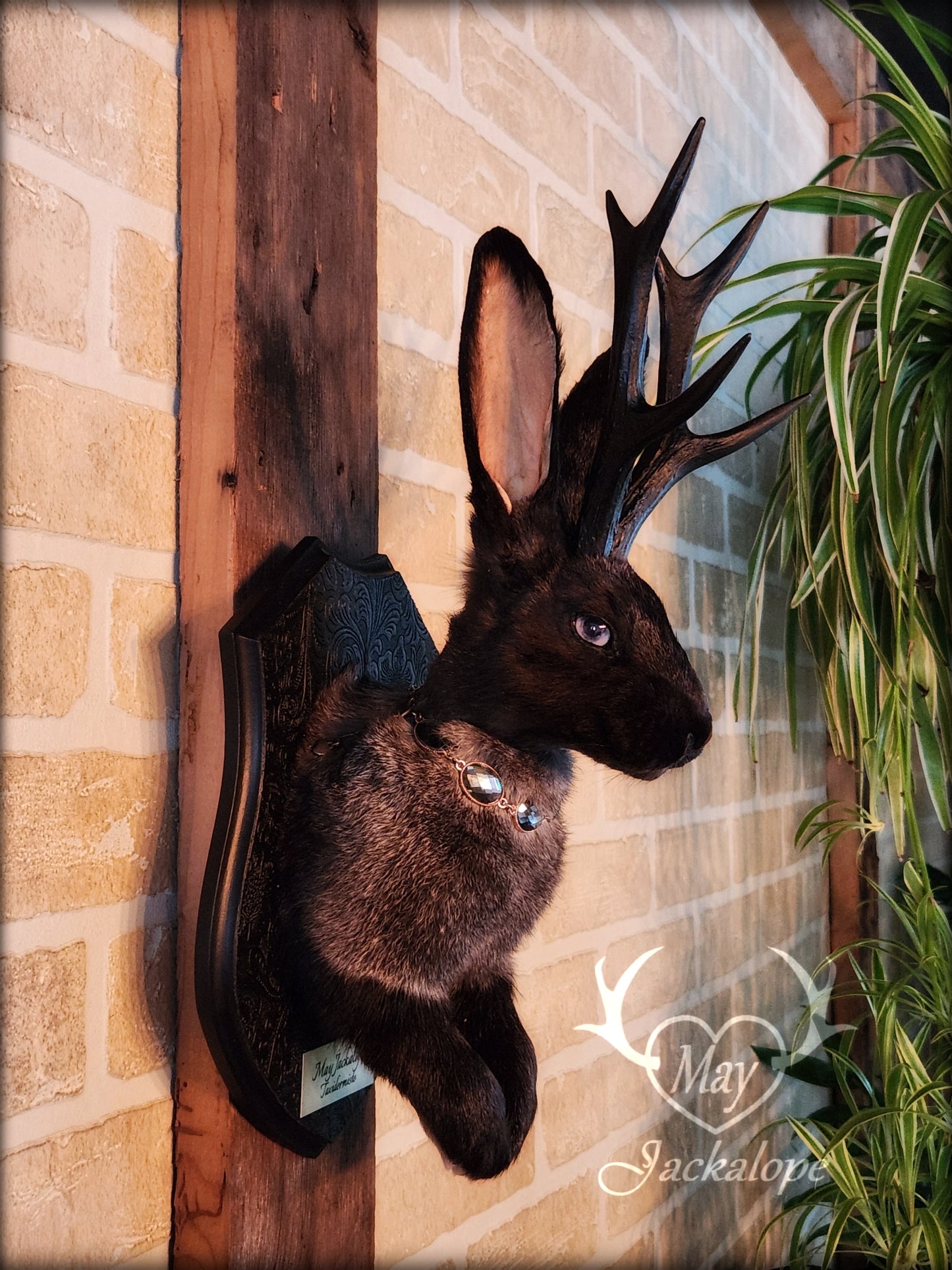 Black & grey Jackalope taxidermy with black antlers replica, heterochromia eyes on a decorated plaque.