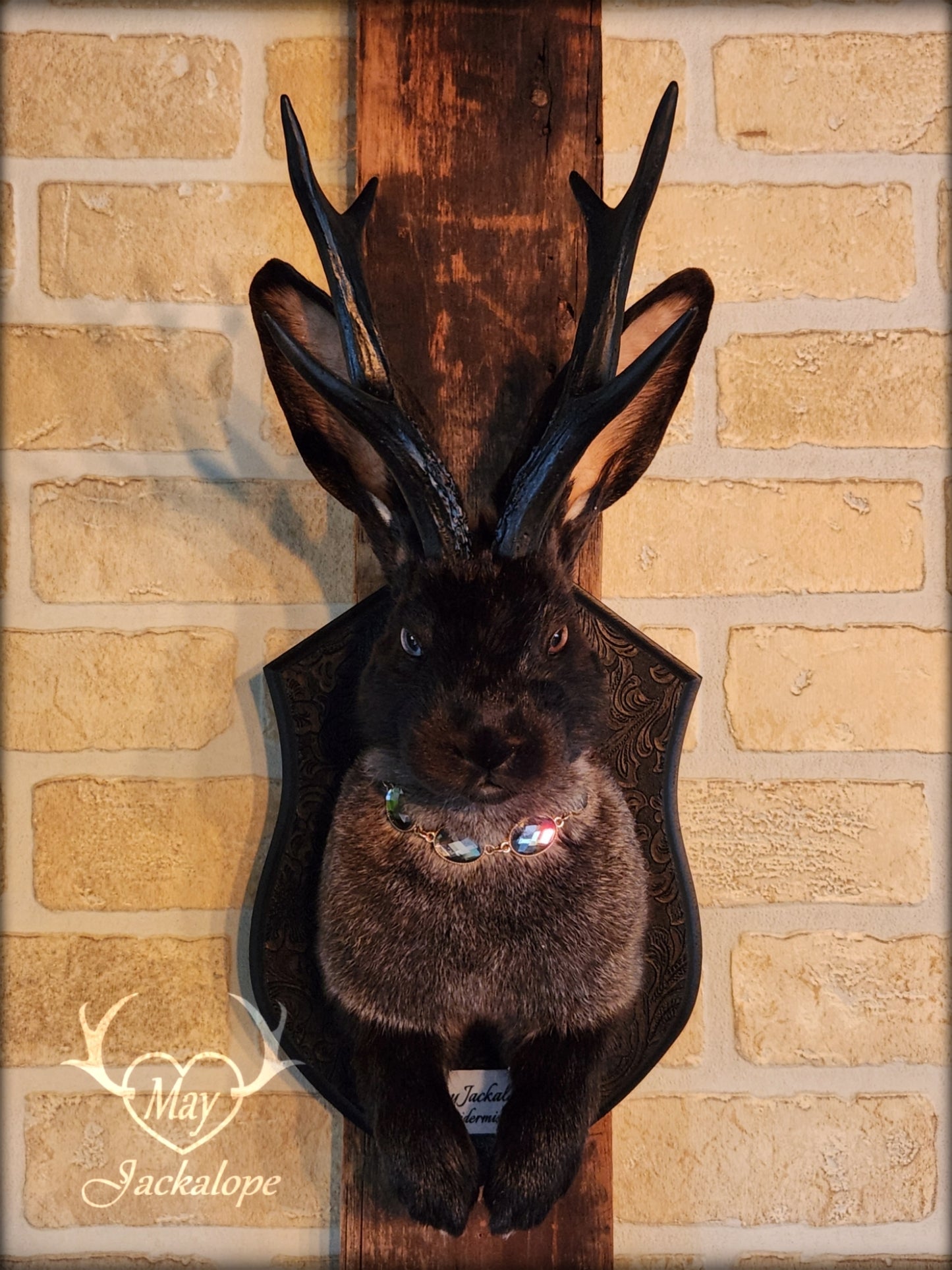 Black & grey Jackalope taxidermy with black antlers replica, heterochromia eyes on a decorated plaque.