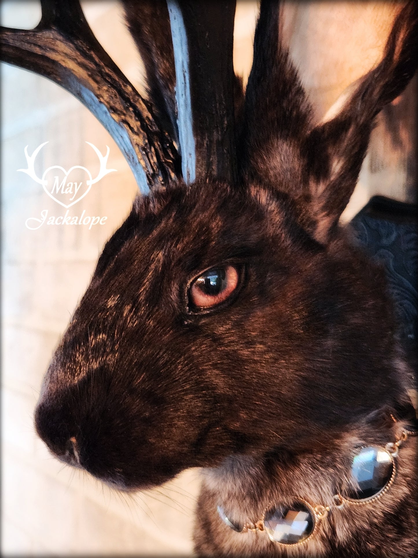 Black & grey Jackalope taxidermy with black antlers replica, heterochromia eyes on a decorated plaque.