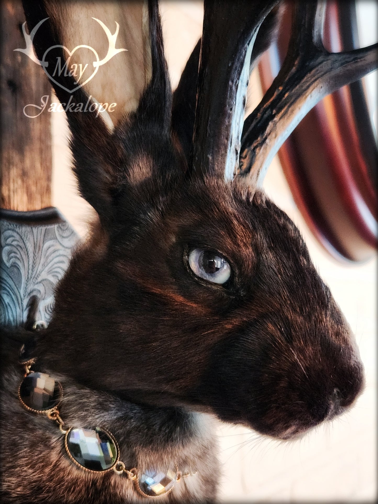 Black & grey Jackalope taxidermy with black antlers replica, heterochromia eyes on a decorated plaque.