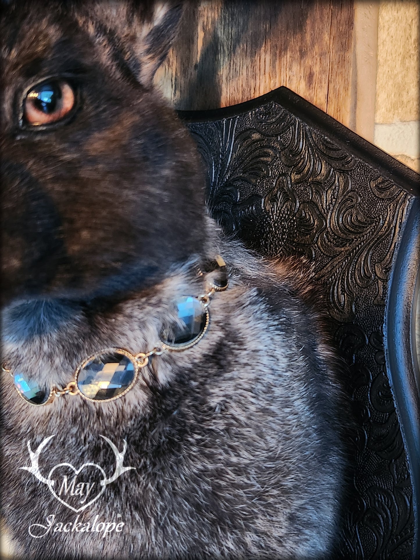 Black & grey Jackalope taxidermy with black antlers replica, heterochromia eyes on a decorated plaque.