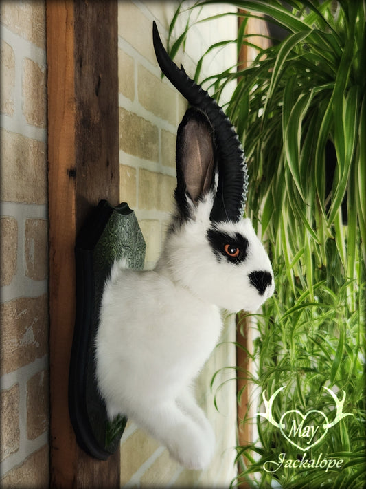 Black & white jackalope with horns and orange eyes