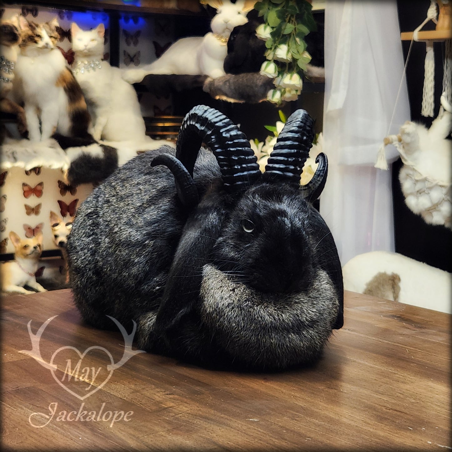 Black jackalope taxidermy, loaf position, with a secret drawer