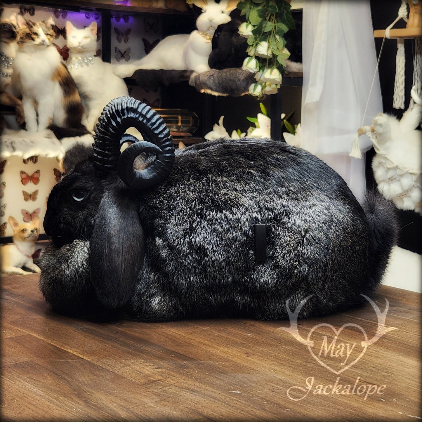 Black jackalope taxidermy, loaf position, with a secret drawer