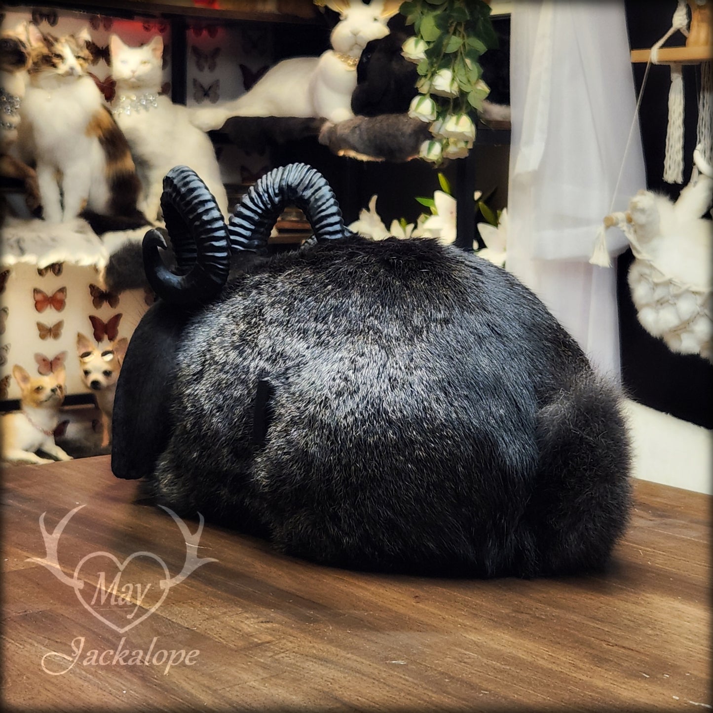 Black jackalope taxidermy, loaf position, with a secret drawer