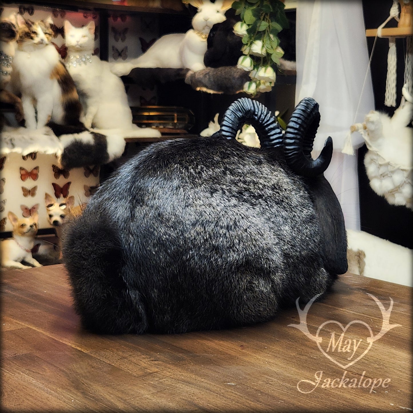 Black jackalope taxidermy, loaf position, with a secret drawer