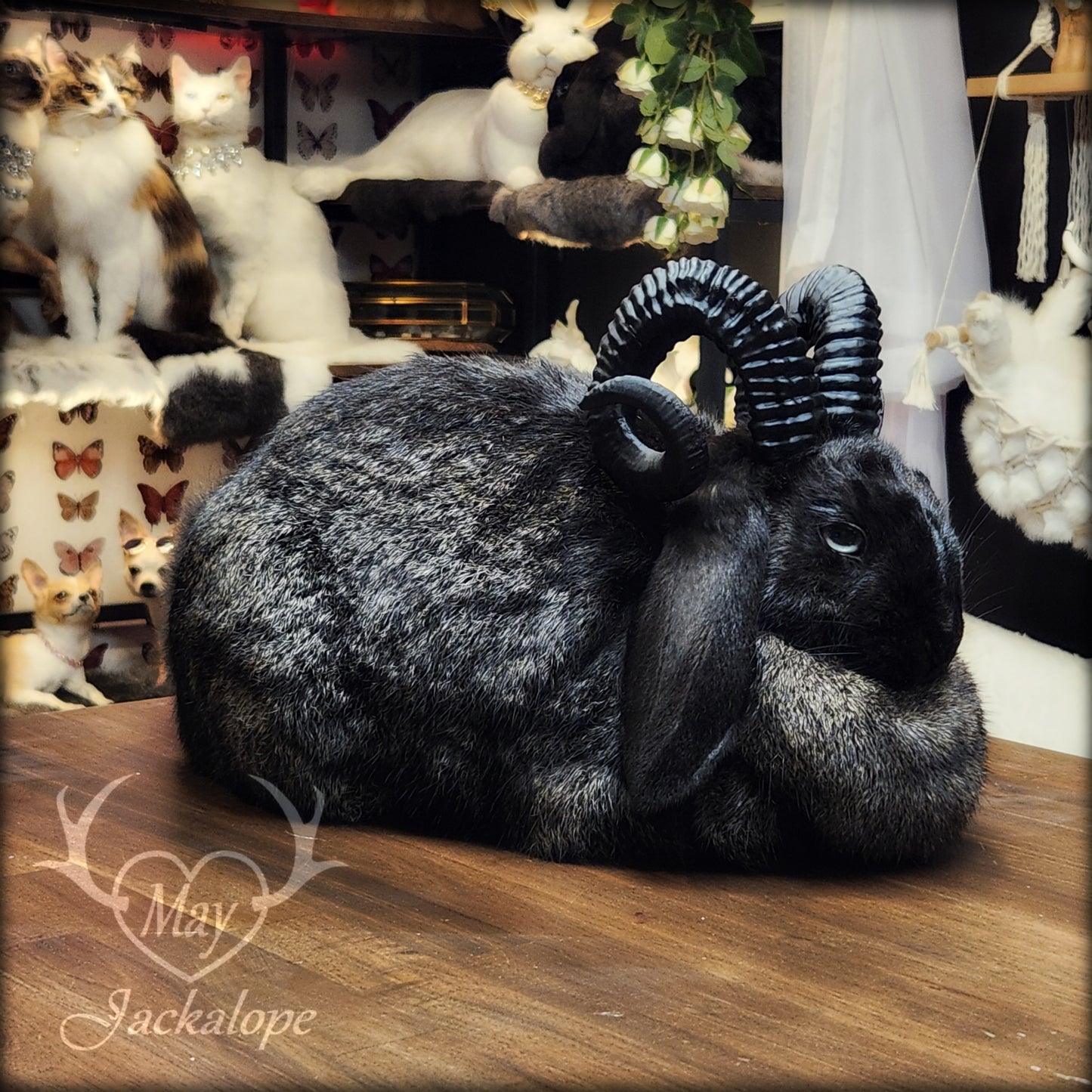 Black jackalope taxidermy, loaf position, with a secret drawer