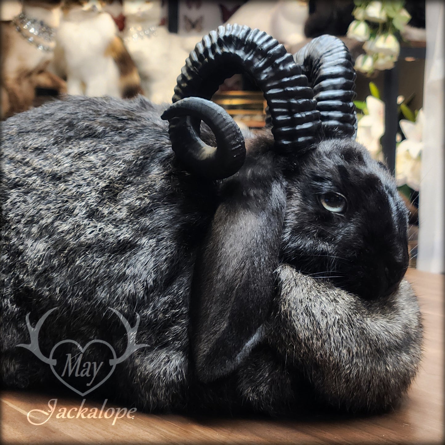 Black jackalope taxidermy, loaf position, with a secret drawer