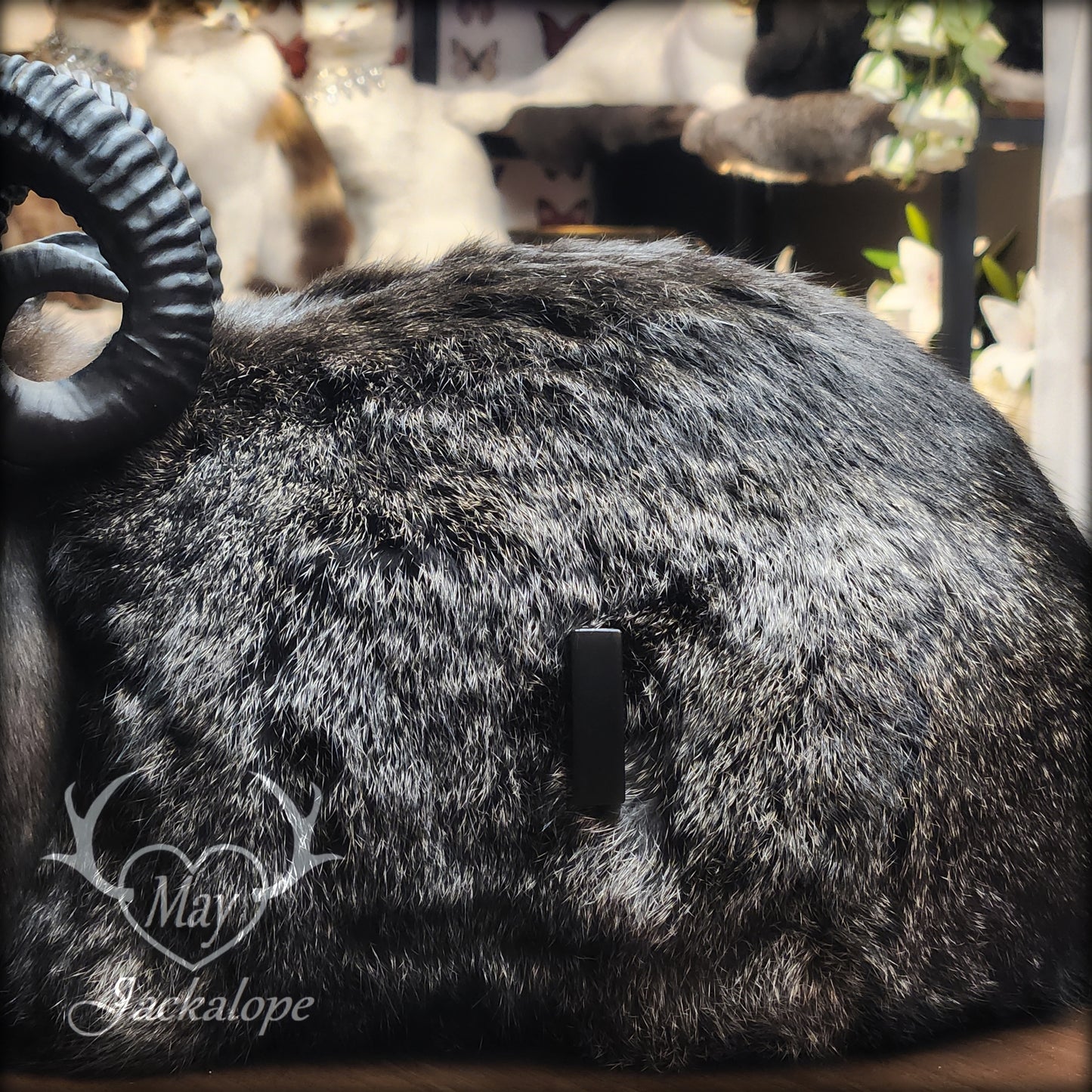 Black jackalope taxidermy, loaf position, with a secret drawer