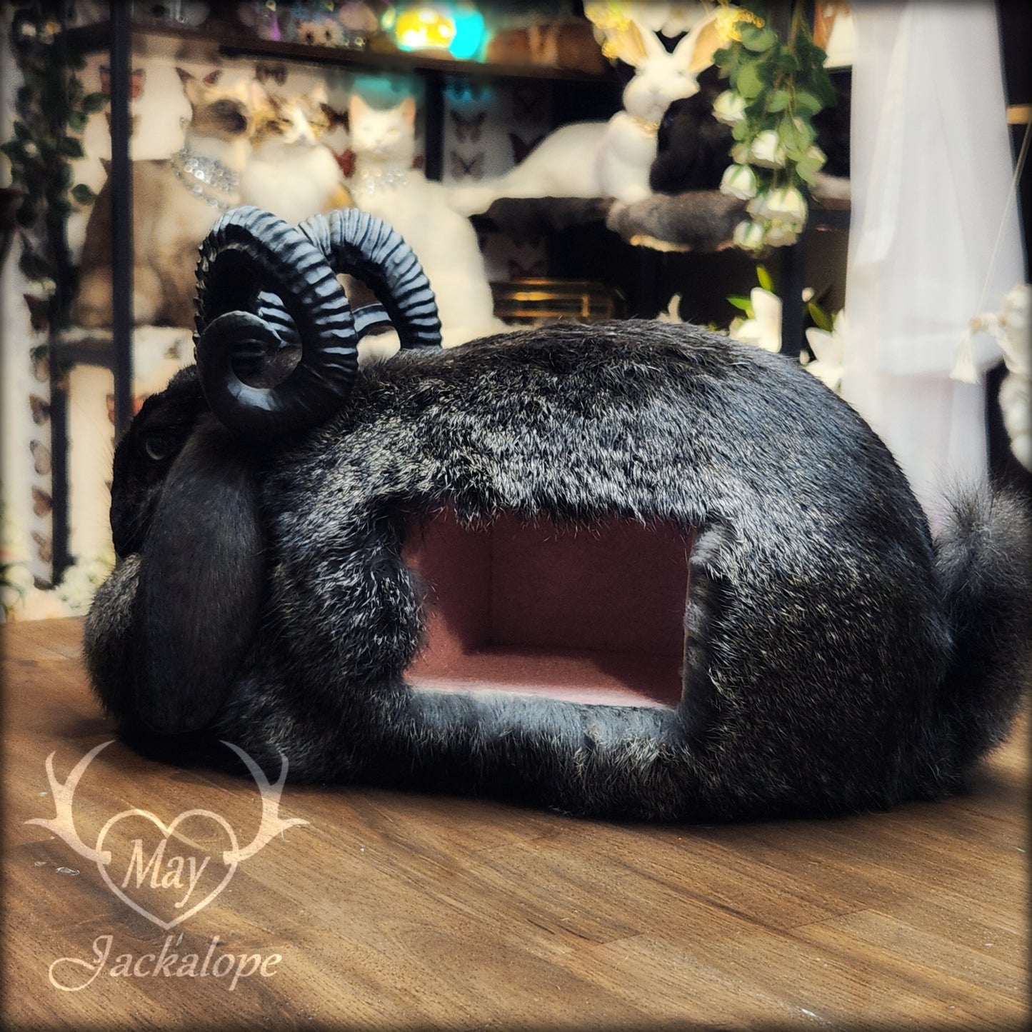 Black jackalope taxidermy, loaf position, with a secret drawer