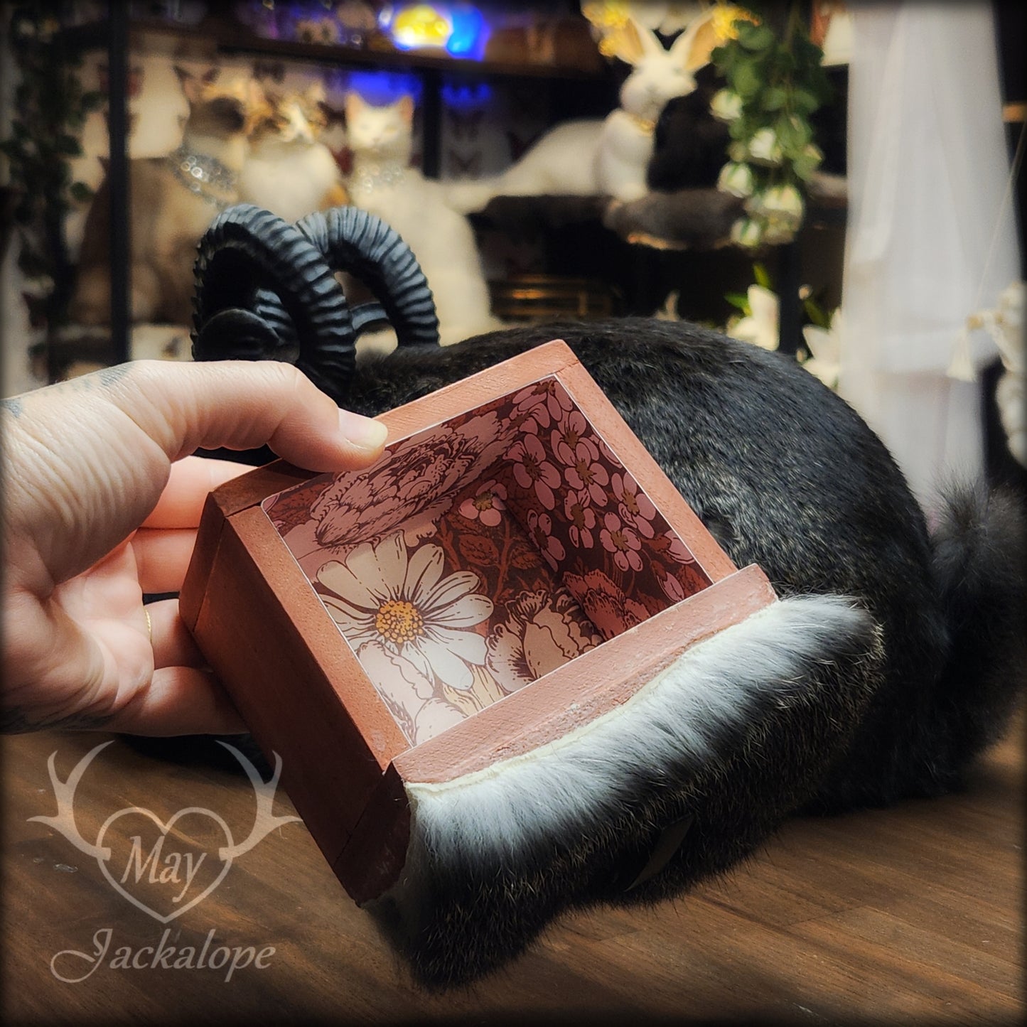 Black jackalope taxidermy, loaf position, with a secret drawer