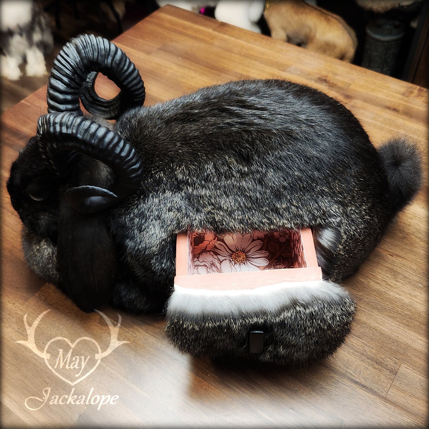 Black jackalope taxidermy, loaf position, with a secret drawer