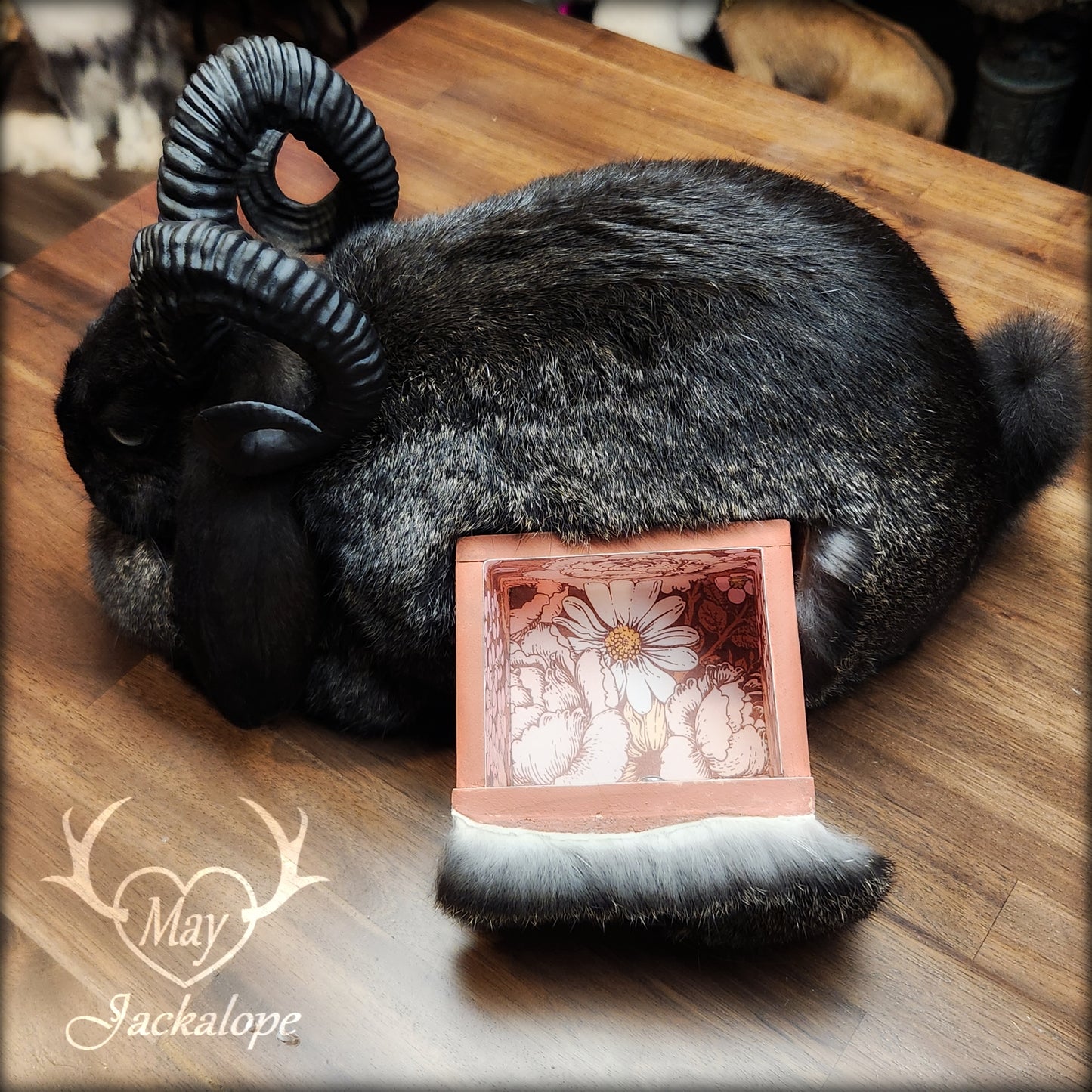 Black jackalope taxidermy, loaf position, with a secret drawer