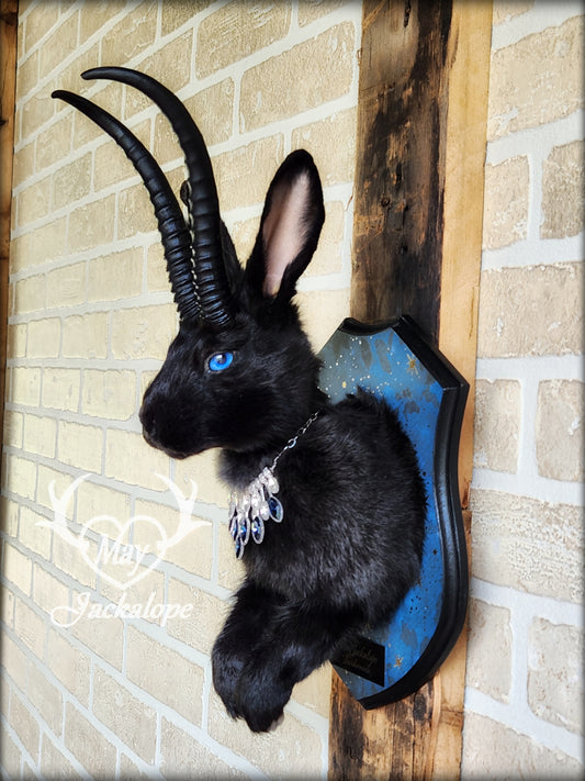 Taxidermie de Jackalope noir avec yeux bleu, réplique de cornes noire et collier