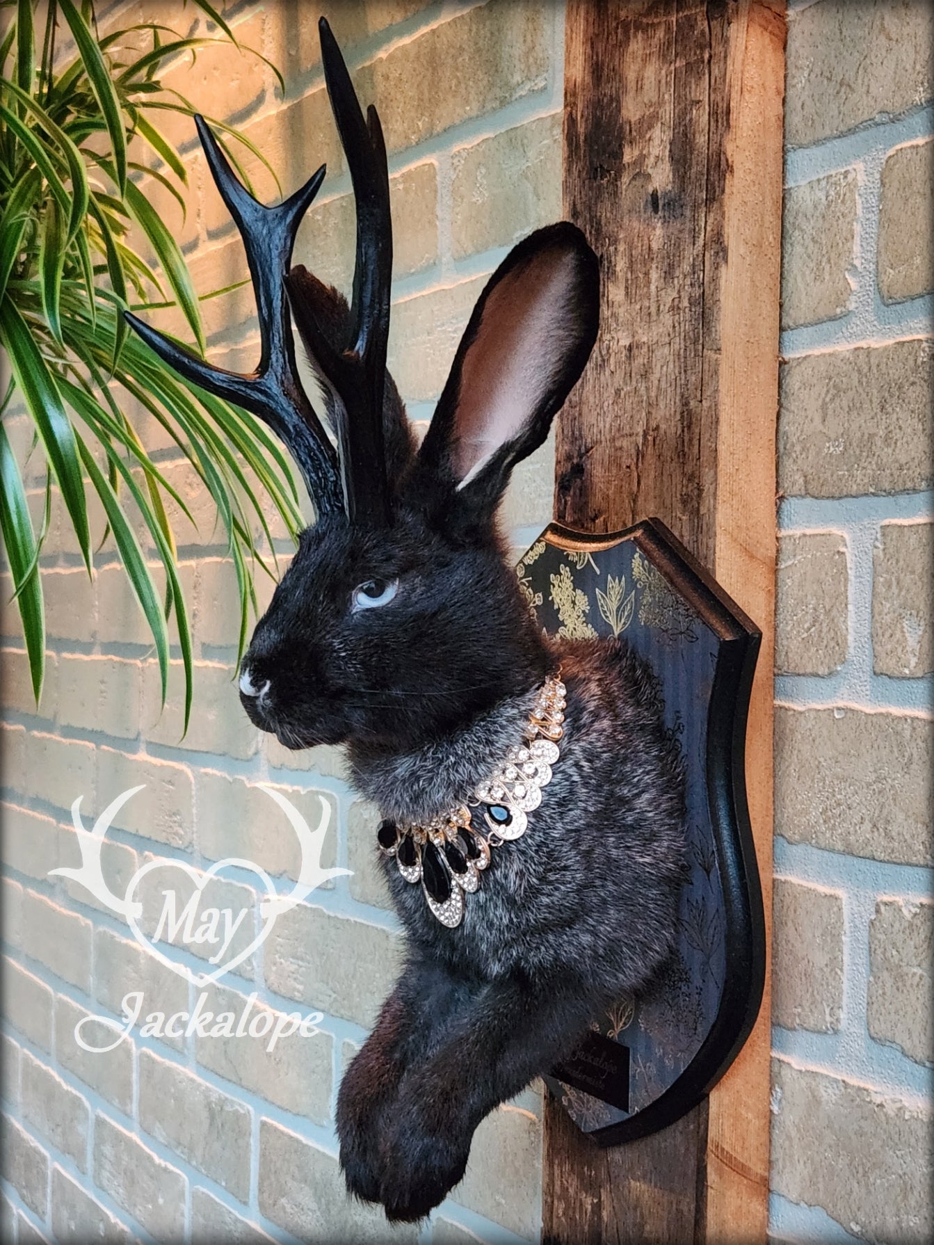 Taxidermie de Jackalope noir avec yeux gris, réplique de panache noir avec un collier