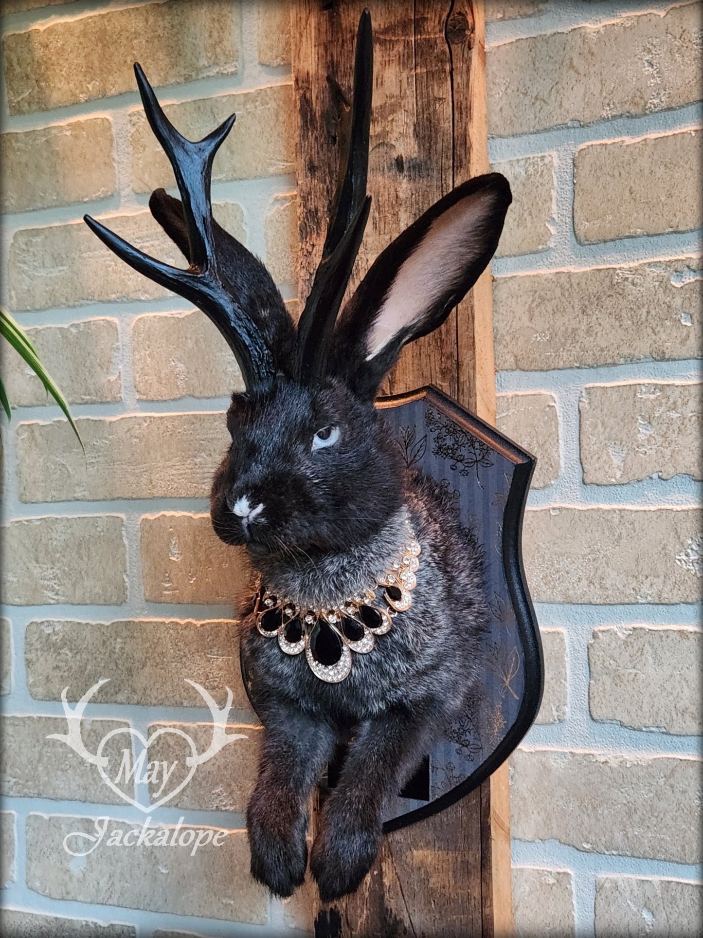 Taxidermie de Jackalope noir avec yeux gris, réplique de panache noir avec un collier