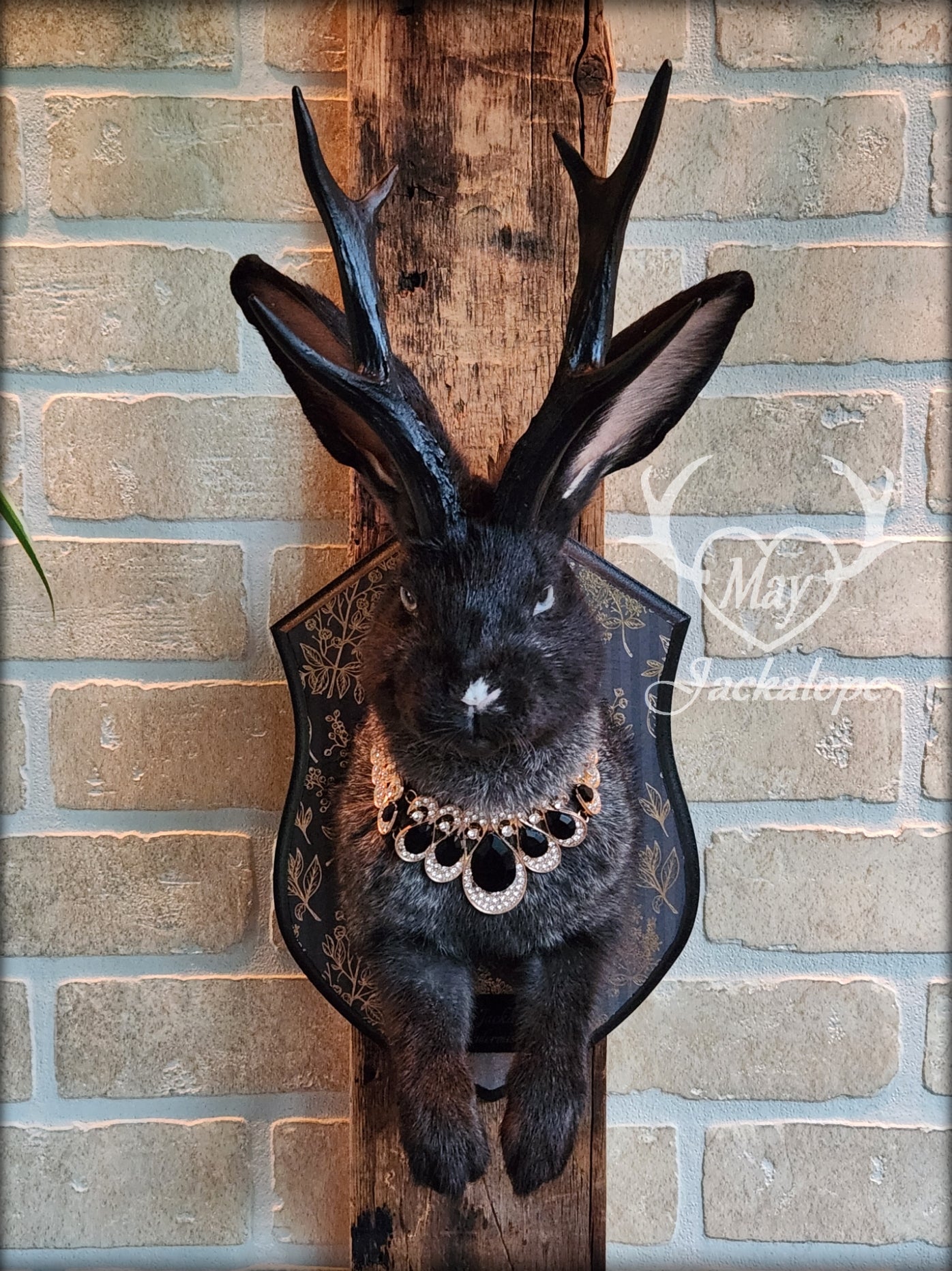 Taxidermie de Jackalope noir avec yeux gris, réplique de panache noir avec un collier