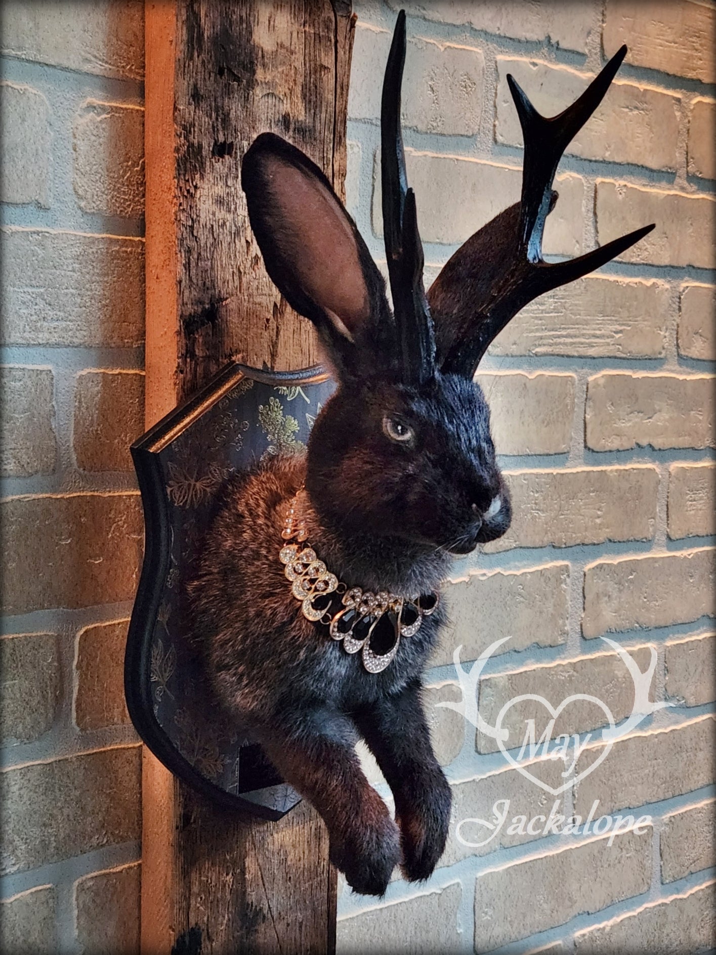 Taxidermie de Jackalope noir avec yeux gris, réplique de panache noir avec un collier