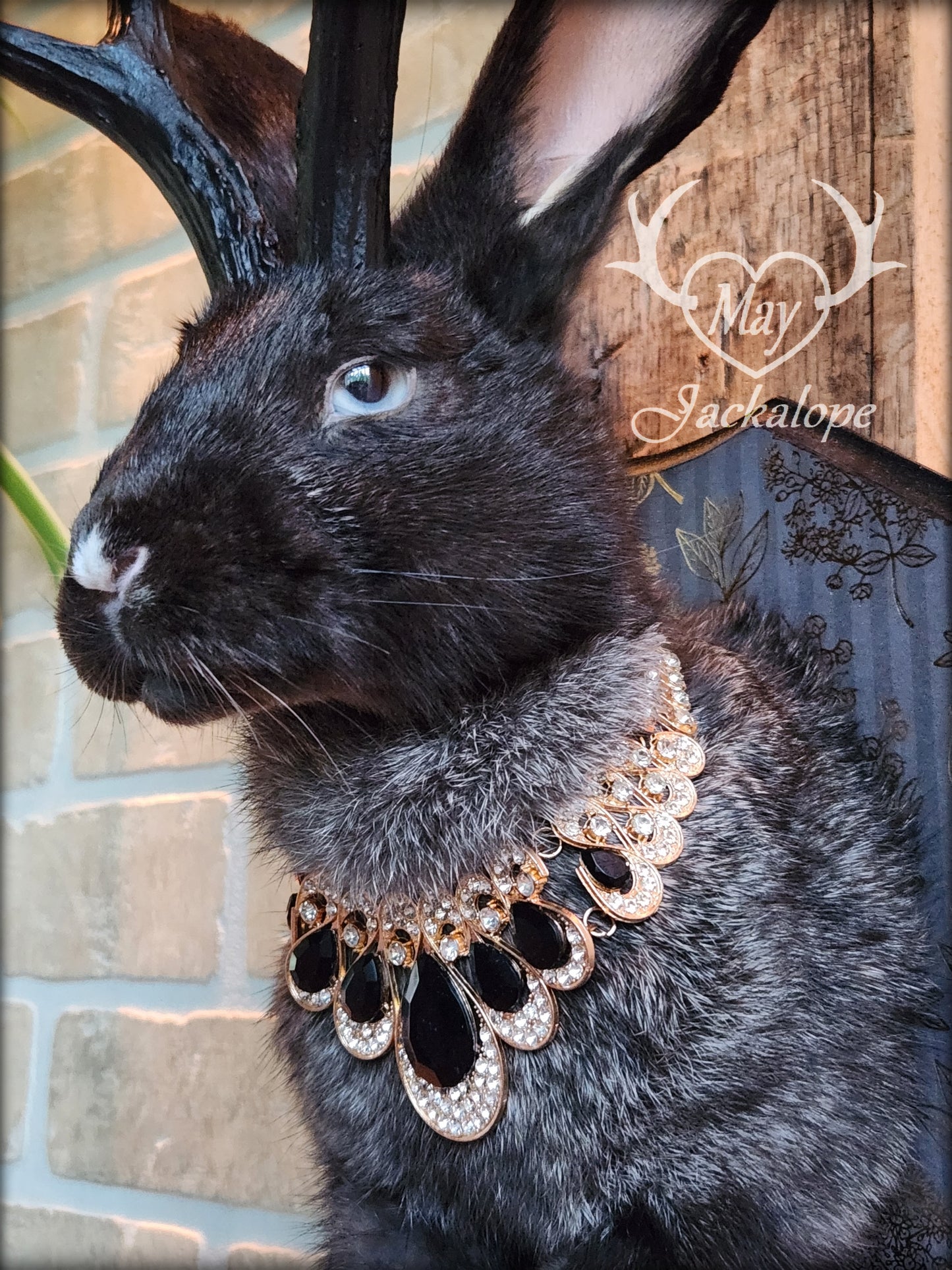 Taxidermie de Jackalope noir avec yeux gris, réplique de panache noir avec un collier