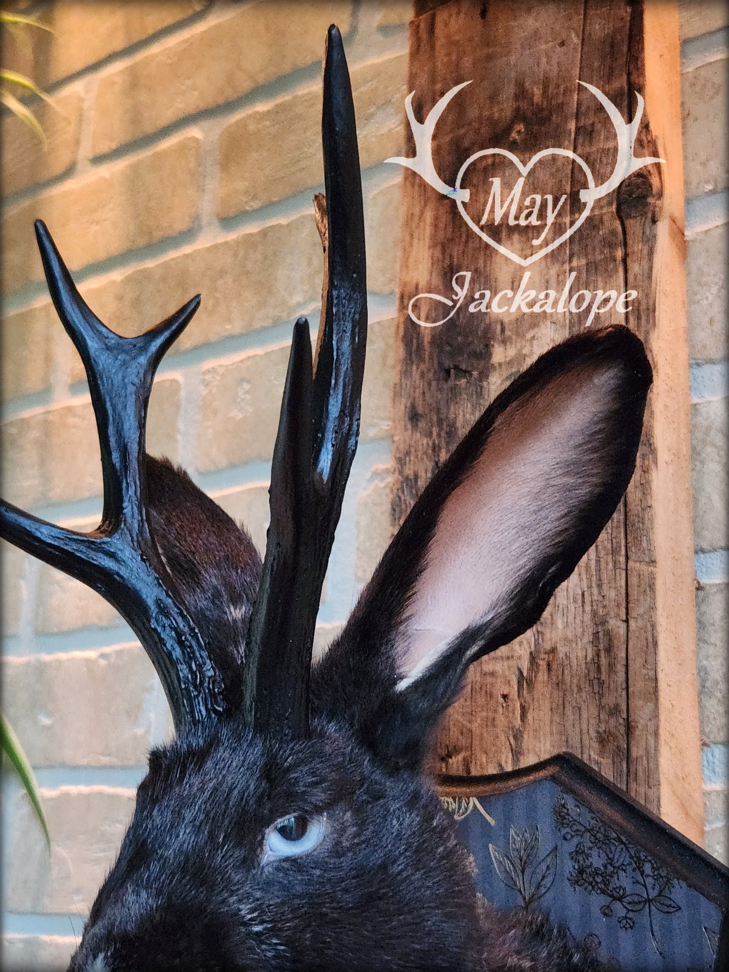 Taxidermie de Jackalope noir avec yeux gris, réplique de panache noir avec un collier