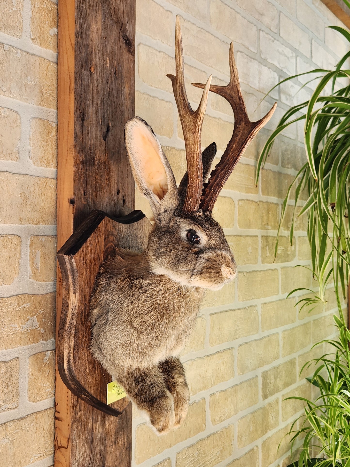 Taxidermie de Jackalope brun aux yeux foncé, vrai panache, sur une plaque décorée