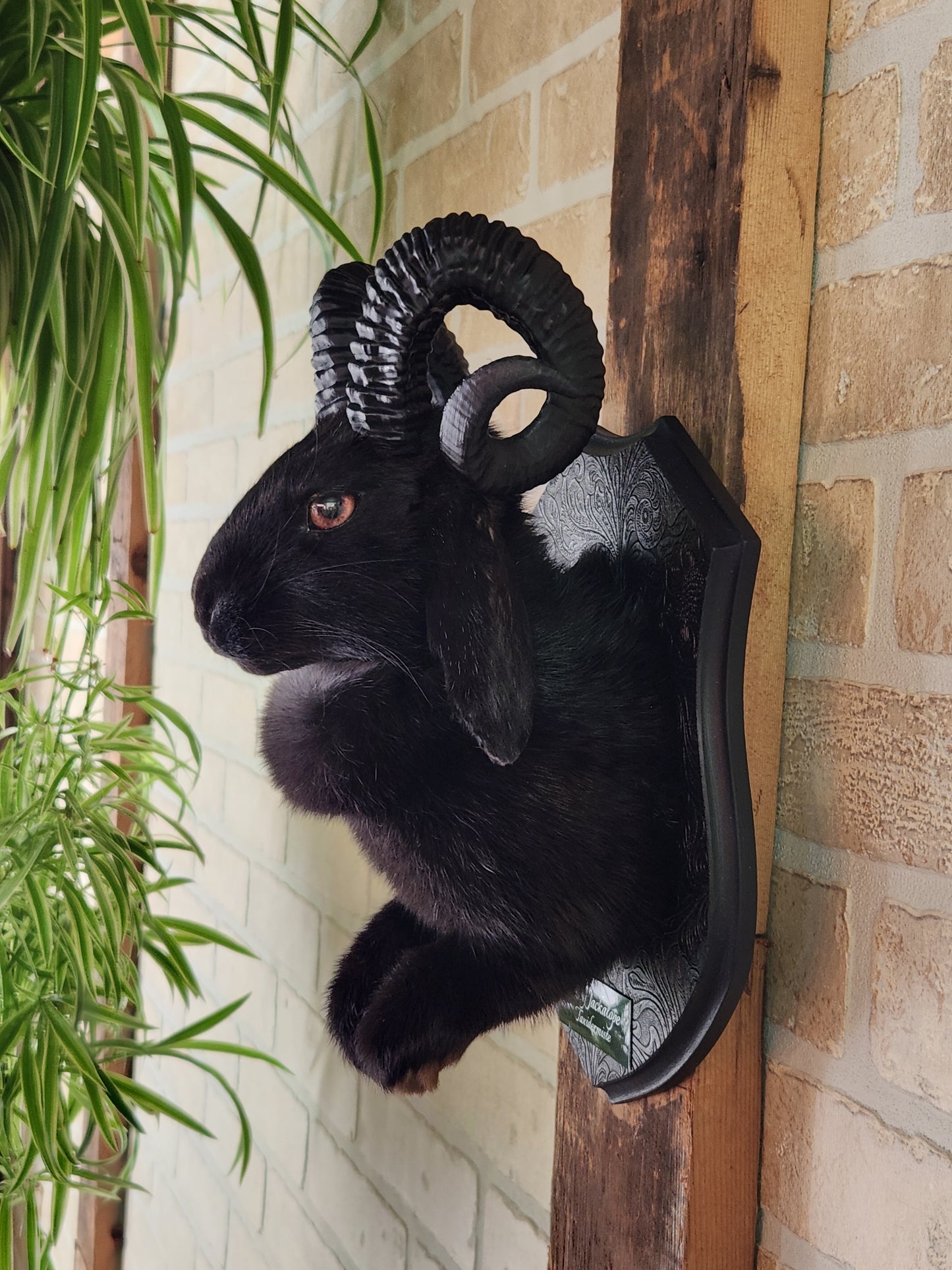 Black jackalope with horns & heterochromia eyes