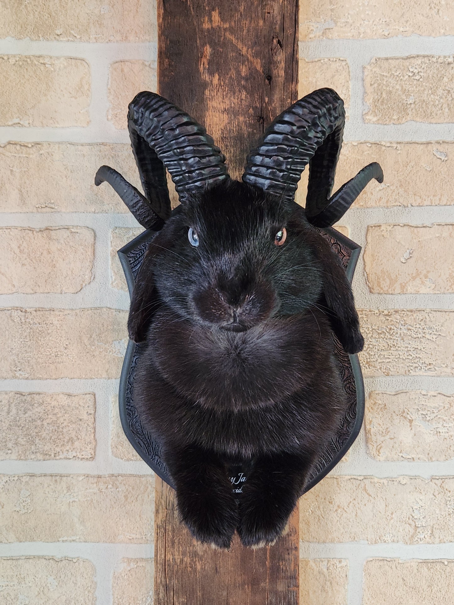 Black jackalope with horns & heterochromia eyes