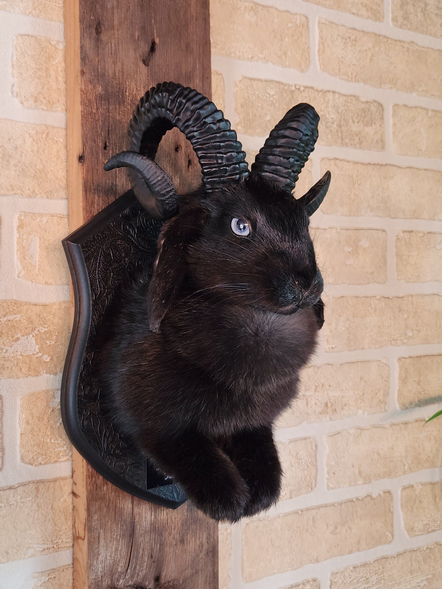 Black jackalope with horns & heterochromia eyes