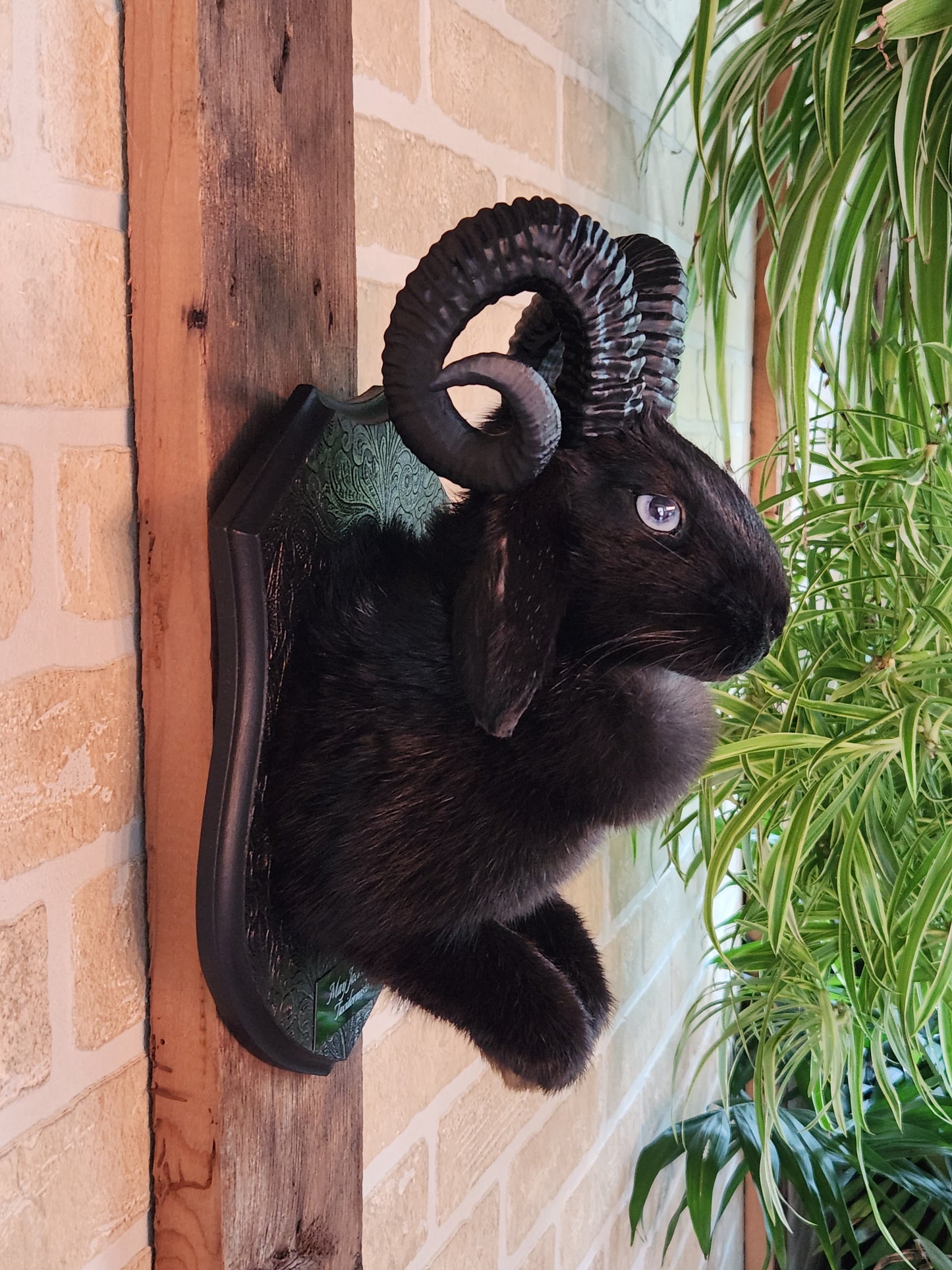 Black jackalope with horns & heterochromia eyes