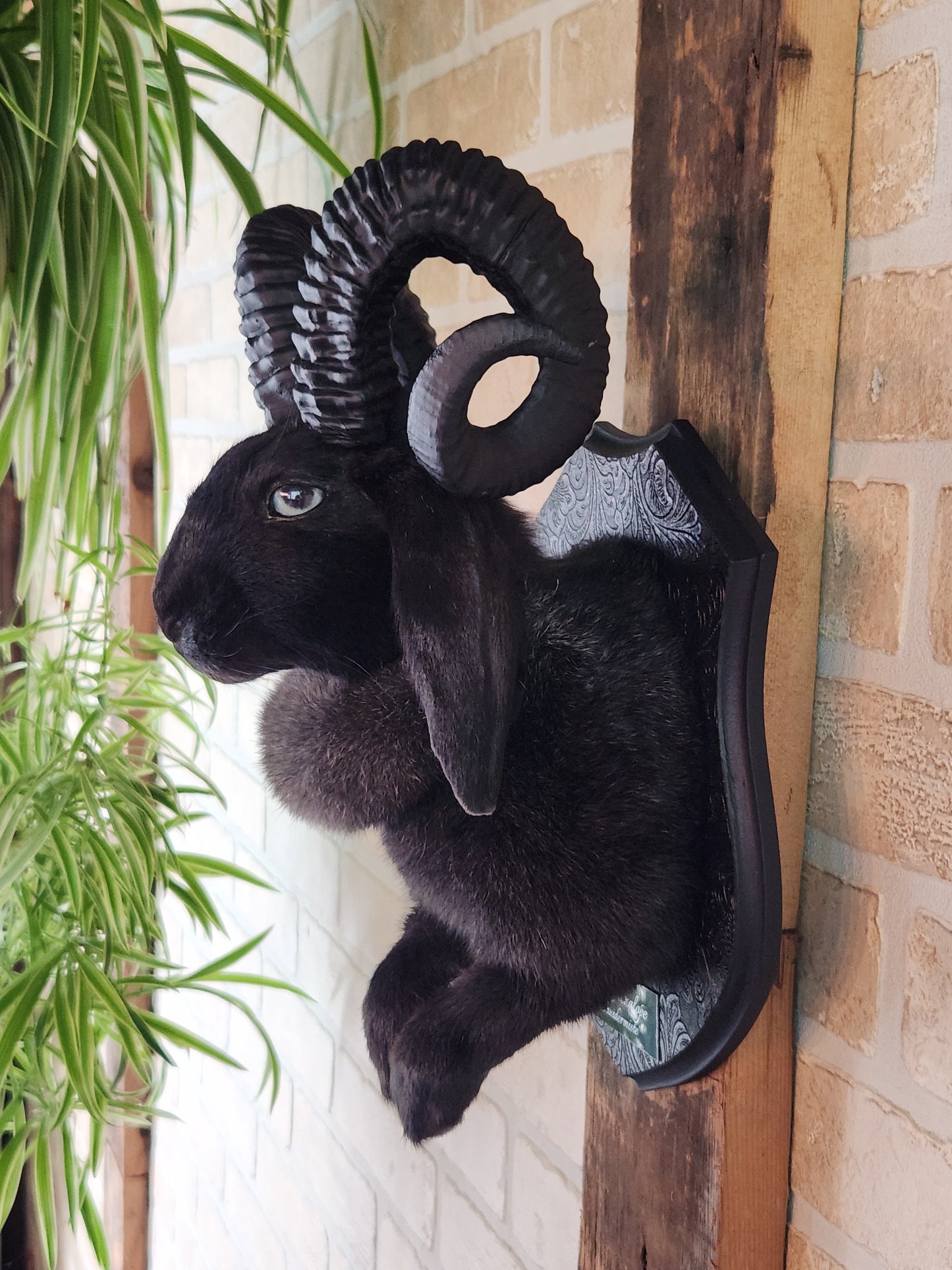 Black jackalope with horns & light blue eyes