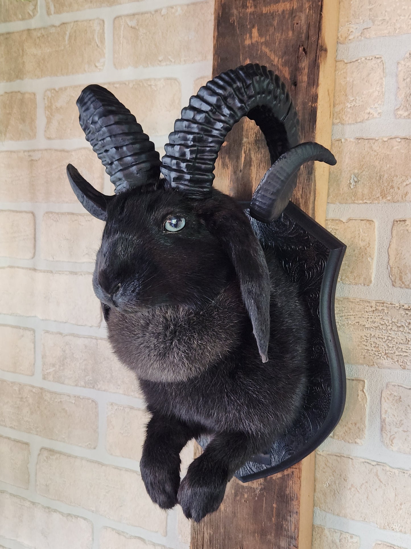 Black jackalope with horns & light blue eyes