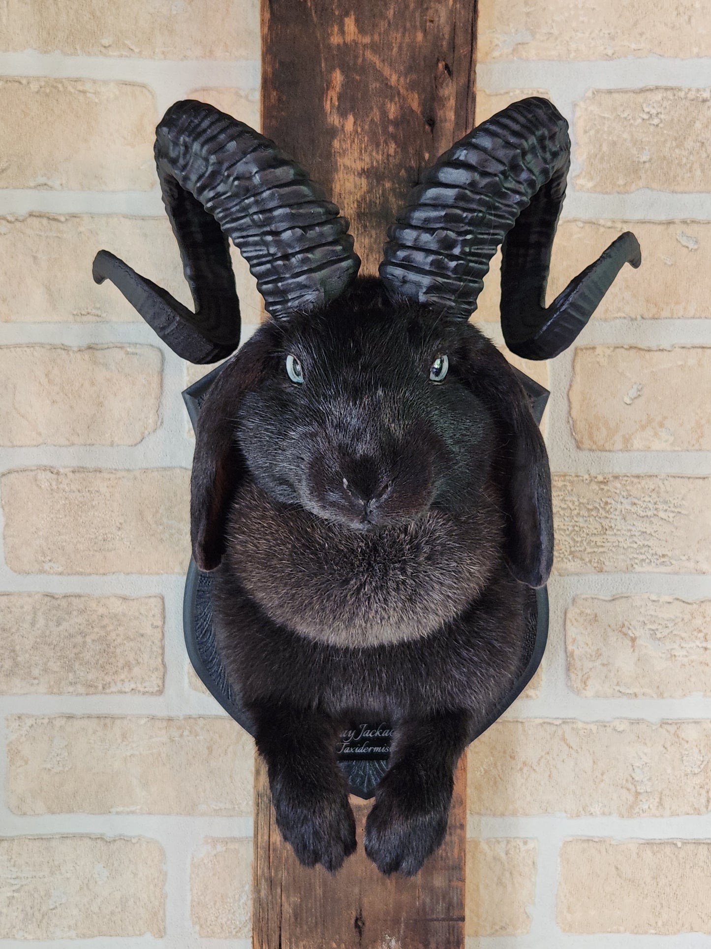 Black jackalope with horns & light blue eyes