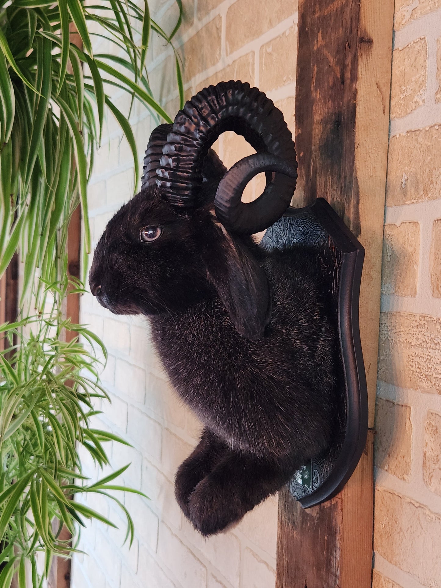 Black jackalope with horns & grey eyes