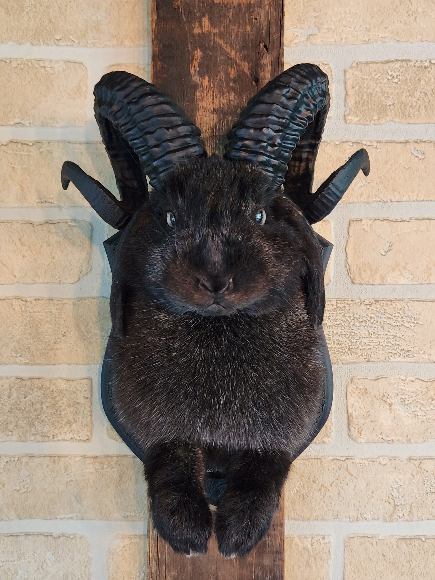 Black jackalope with horns & grey eyes