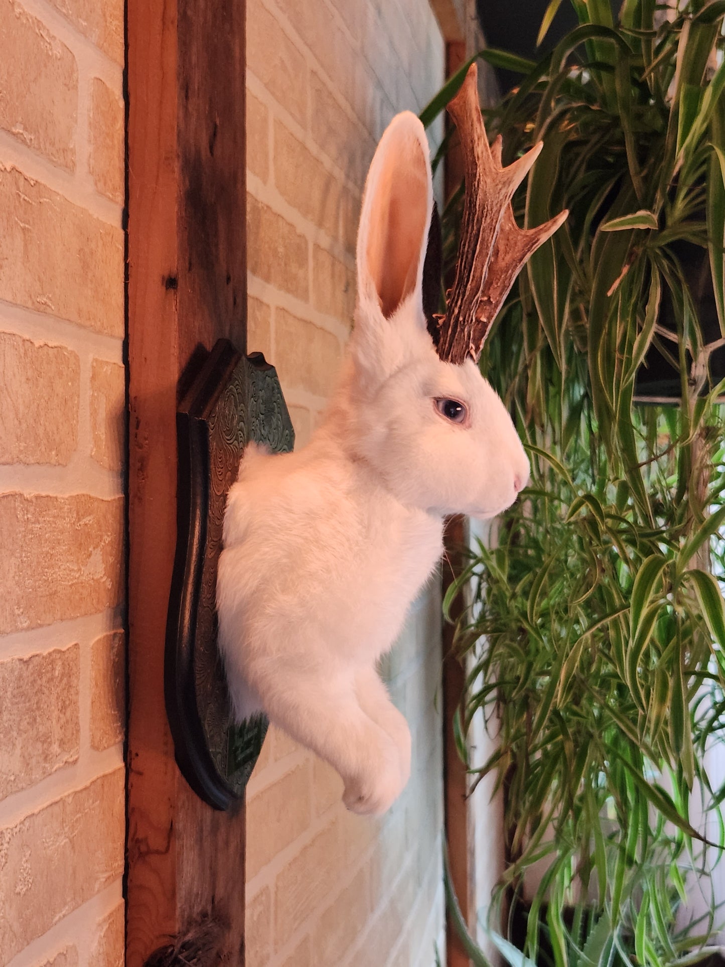 White Jackalope taxidermy with one black ear and real antlers