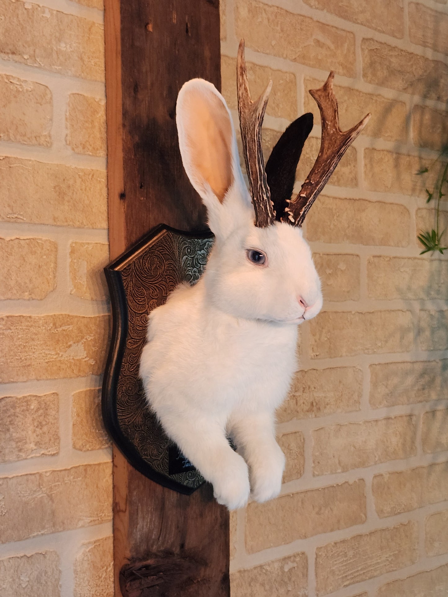 White Jackalope taxidermy with one black ear and real antlers