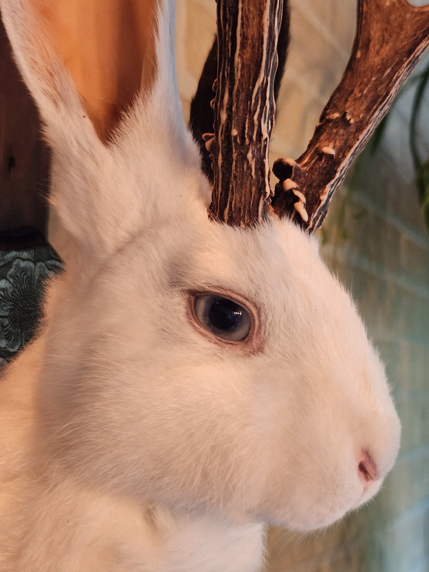 White Jackalope taxidermy with one black ear and real antlers