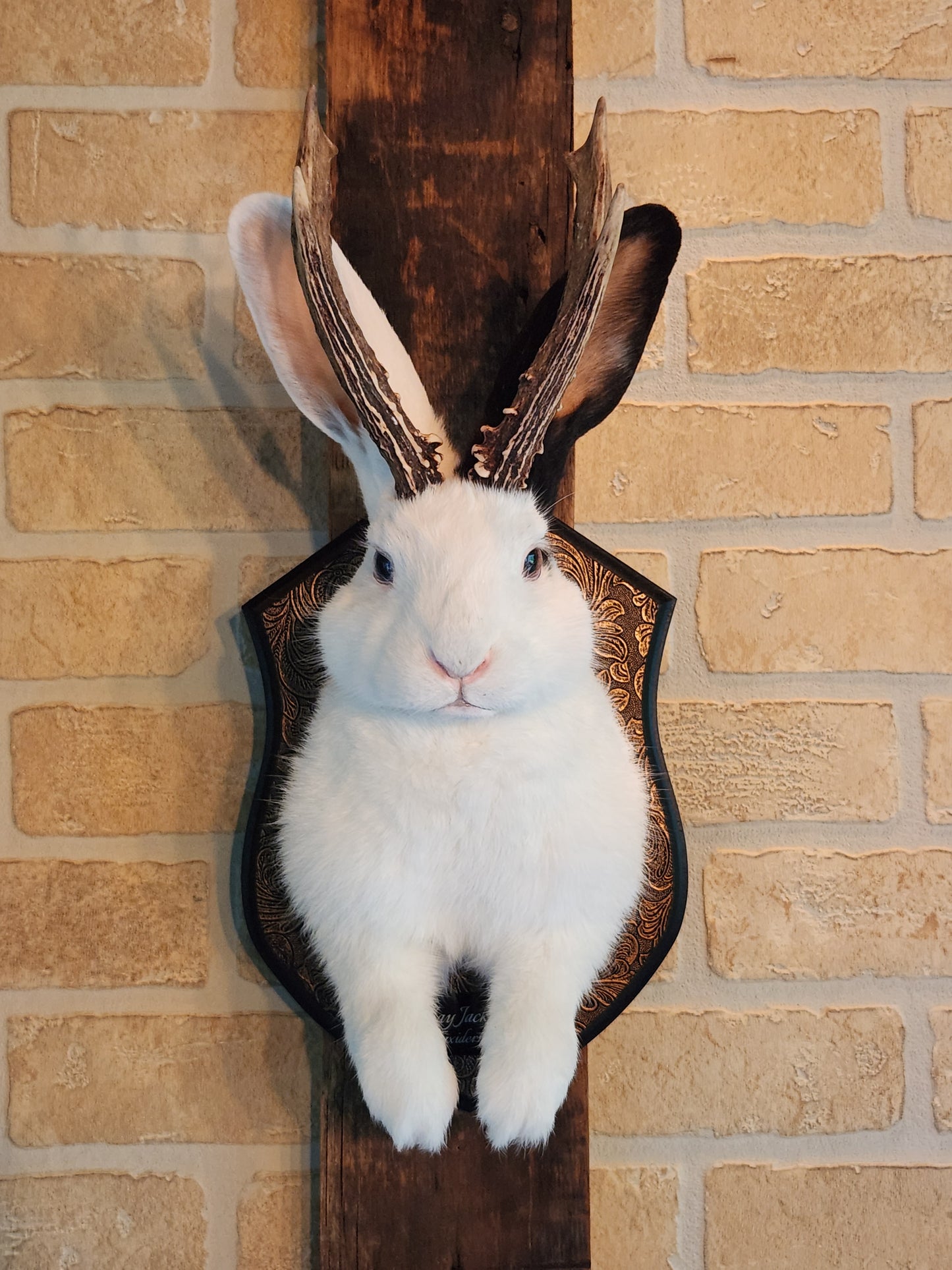 White Jackalope taxidermy with one black ear and real antlers