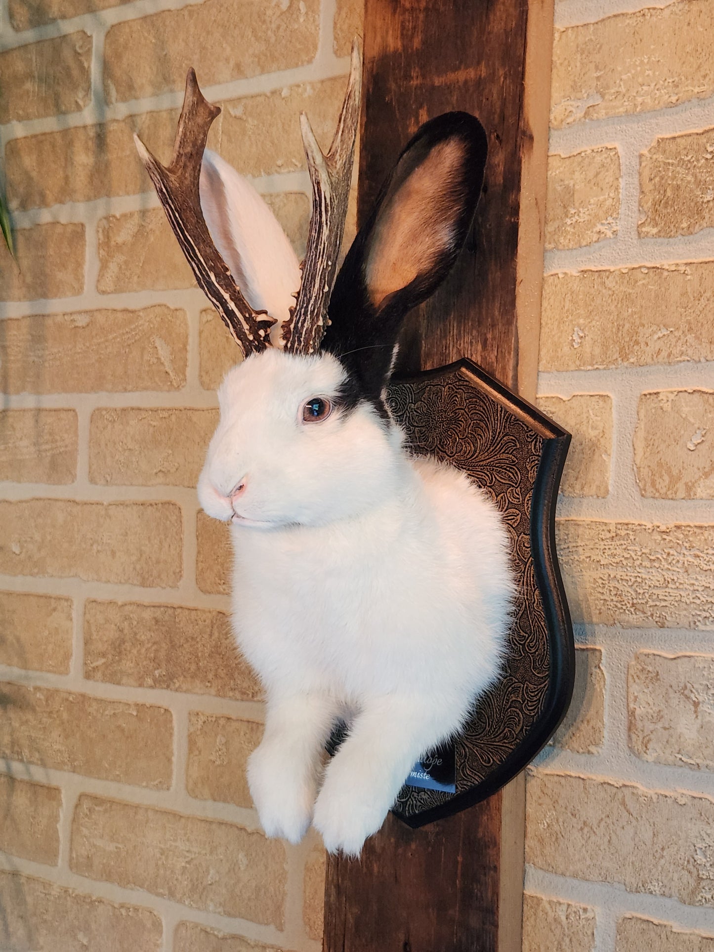 White Jackalope taxidermy with one black ear and real antlers